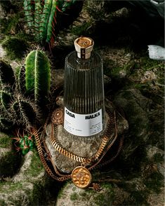 a bottle with a chain around it sitting on top of a rock next to a cactus