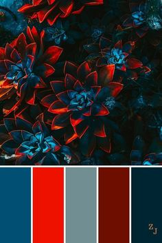 red and blue color scheme with flowers