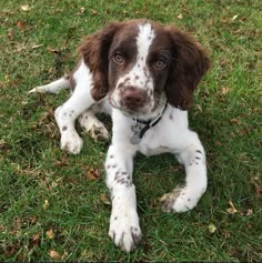 a brown and white dog laying in the grass