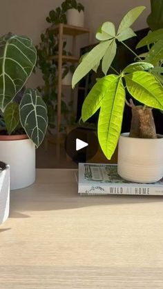 two potted plants sitting on top of books