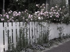 white picket fence with pink flowers growing over it