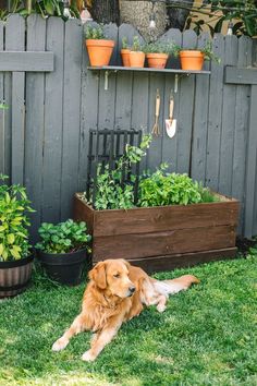 a golden retriever laying in the grass next to some plants and potted plants