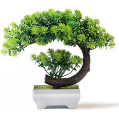 a bonsai tree in a white pot