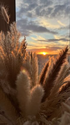 the sun is setting behind some tall grass in front of a window with fluffy clouds