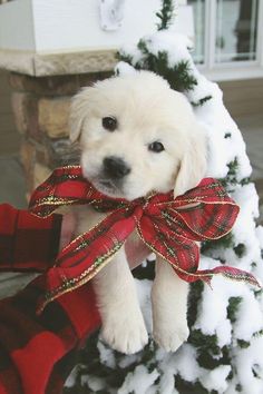 a small white dog wearing a red and gold bow on top of a christmas tree