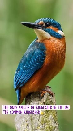 a blue and orange bird sitting on top of a tree stump in the forest with blurry background