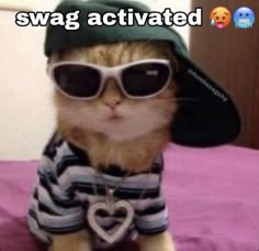 a cat wearing sunglasses and a hat with the caption that is inappropriate take it down lol