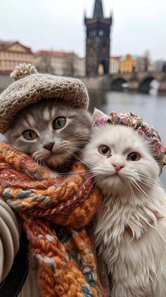 two cats with hats and scarves on their heads