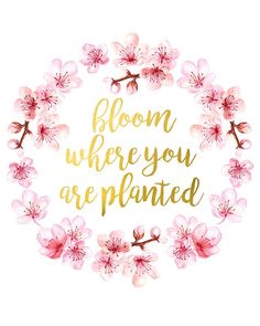 the words bloom where you are planted in gold lettering on a white background with pink flowers