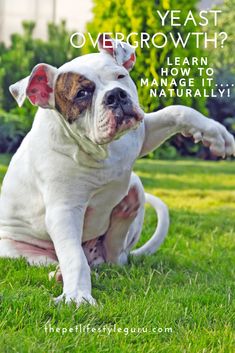 a white and brown dog sitting in the grass with its paw on it's back