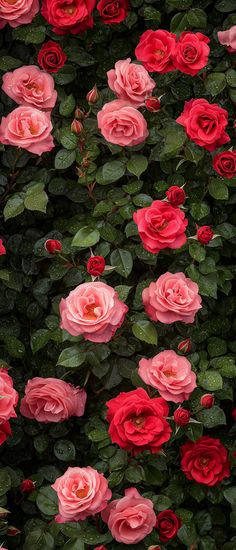 many pink and red roses are growing together