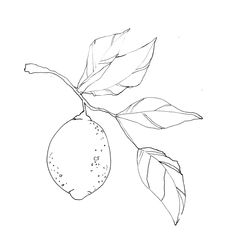 a drawing of a lemon on a branch with leaves