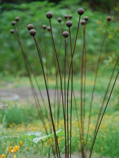 some very pretty plants in a big grassy field