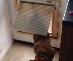 a brown dog standing in front of a door with a blind on it's head