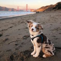 a dog is sitting on the beach by the water