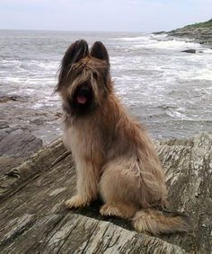 a shaggy dog sitting on top of a wooden pier next to the ocean with waves