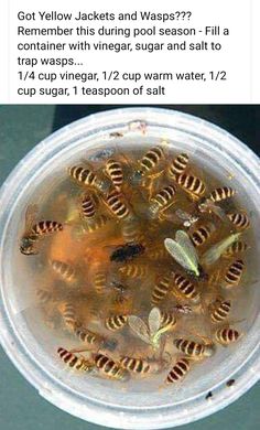 a bunch of honeybees in a plastic container on top of a facebook page