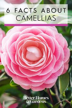 pink flowers with text that reads 6 fact about camellias