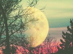 a full moon is seen through the branches of some trees at sunset in this photo