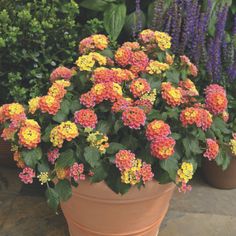 several potted plants with yellow and red flowers