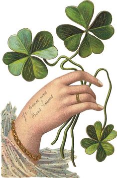 a woman's hand holding four leaf clovers