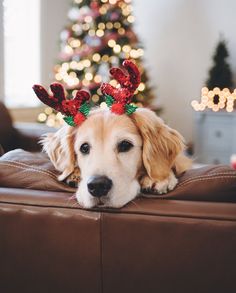 a dog with reindeer antlers on his head sitting on a couch in front of a christmas tree