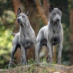 two gray dogs standing next to each other on top of a hill in the woods