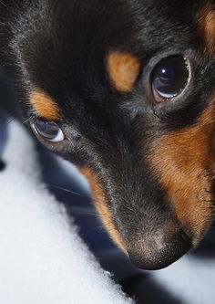 a small black and brown dog with blue eyes looking at something off to the side