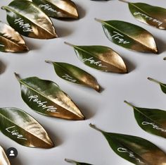 some leaves with names on them are arranged in a row and placed next to each other