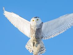 an owl with yellow eyes is flying in the air and looking at the camera while it's wings are spread out