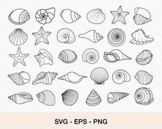 a collection of seashells and starfishes in black ink on white paper