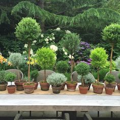 many potted plants are sitting on a table in the middle of a garden area