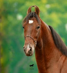 a brown horse standing in front of a lush green field with trees behind it and a white spot on its forehead