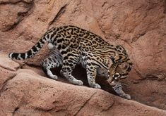 a small cat walking on top of a large rock covered hillside next to a cliff