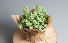 small green plants in a brown paper bag