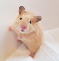 a small rodent sitting on top of a white towel