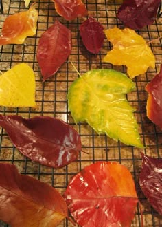 several different colored leaves on a wire rack