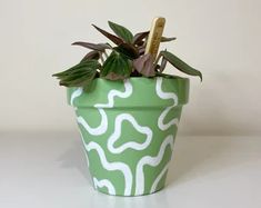 a green and white potted plant sitting on top of a table next to a ruler