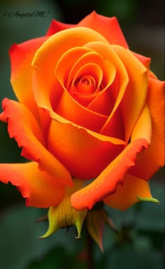 an orange rose with green leaves in the background