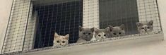 four cats are looking out the window from behind a wire mesh fence on a building