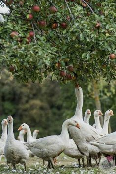 a flock of white geese under an apple tree