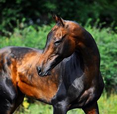 a brown and black horse standing on top of a lush green field with trees in the background