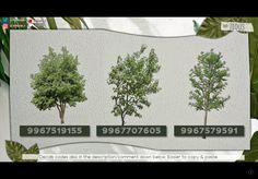 four different types of trees on display in an advertisement for the company's website