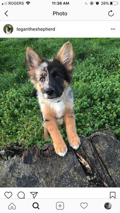 a puppy with hearts on its head standing on a tree stump