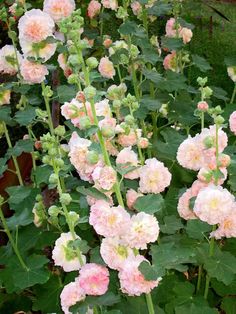 pink flowers are blooming in the garden