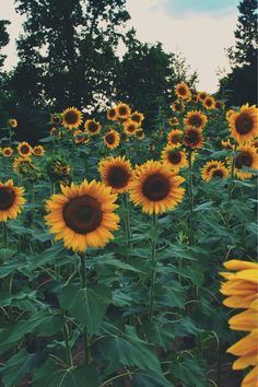 a field full of sunflowers with trees in the background