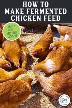 how to make fermented chicken feed for chickens and other small animals with text overlay that reads, how to make fermeted chicken feed