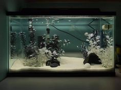 an aquarium with plants and rocks in it