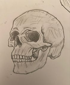 a drawing of a human skull with the lower jaw missing from it's left side