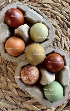 four eggs are in an egg tray on a wicker basket with the names of them